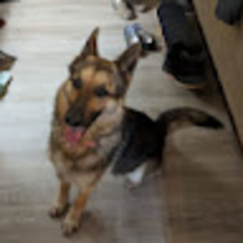 Meet your Posher, Ava